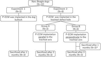Perpendicular implantation of porcine trachea extracellular matrix for enhanced xenogeneic scaffold surface epithelialization in a canine model